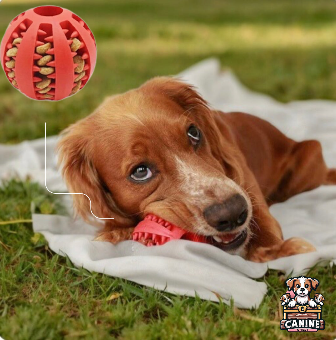 Golden Retriever chewing on CanineChest red tooth cleaning chew toy, perfect for dental care and engaging playtime.