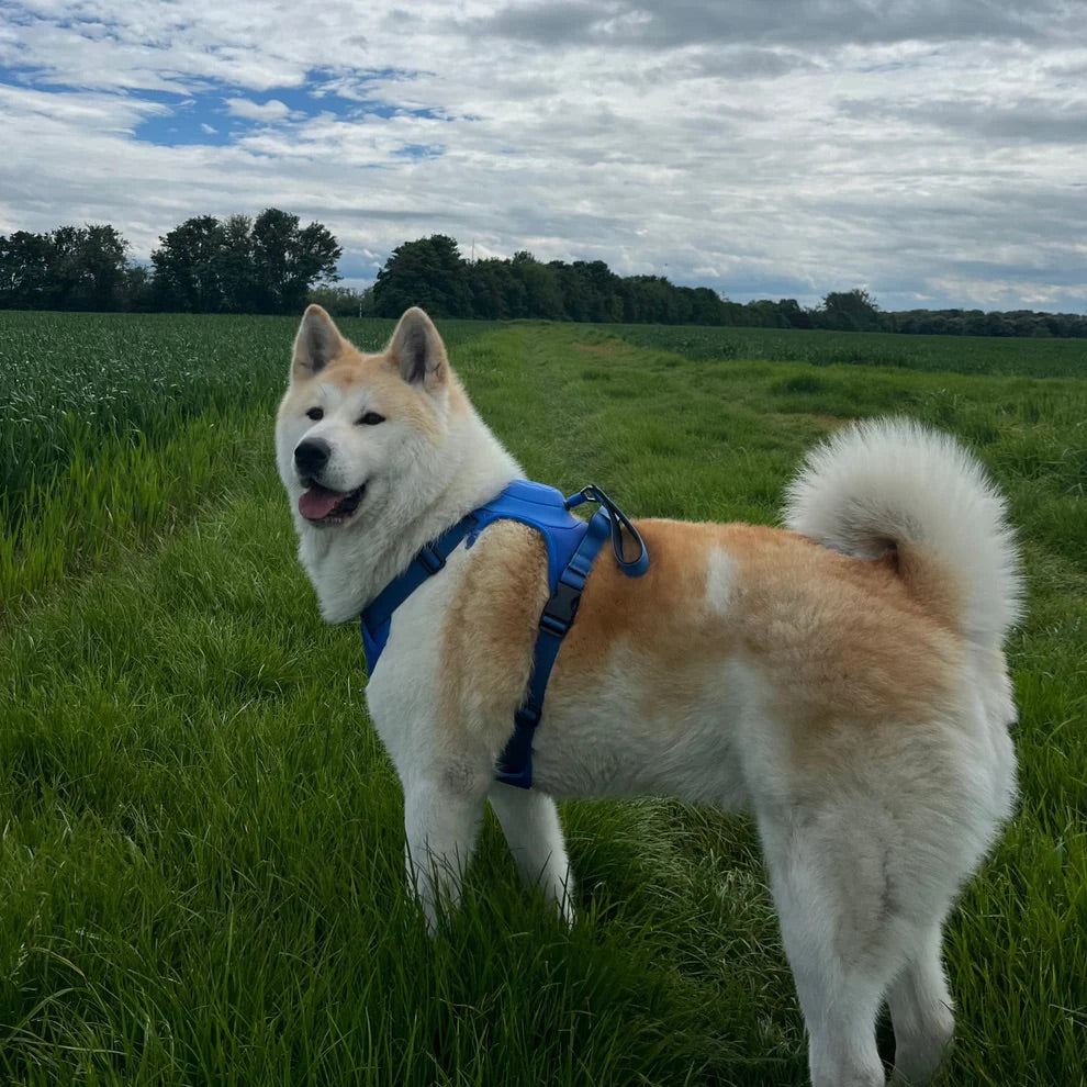 CanineChest Blue all-in-one no-pull dog harness with leash combo, offering a comfortable, tangle-free experience. Ideal for easy control of all dog breeds.