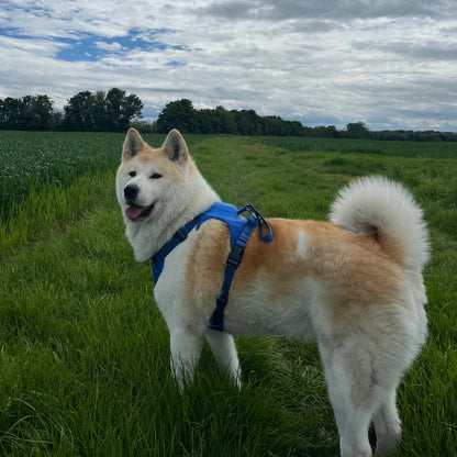 CanineChest Blue all-in-one no-pull dog harness with leash combo, offering a comfortable, tangle-free experience. Ideal for easy control of all dog breeds.