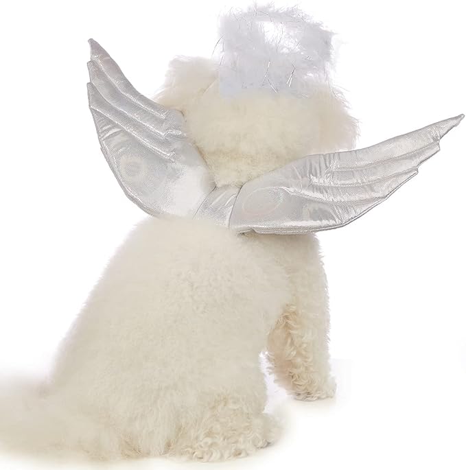 Back view of all-white cavapoo wearing CanineChest angel wings costume, a charming outfit with soft wings and halo for Halloween and special events