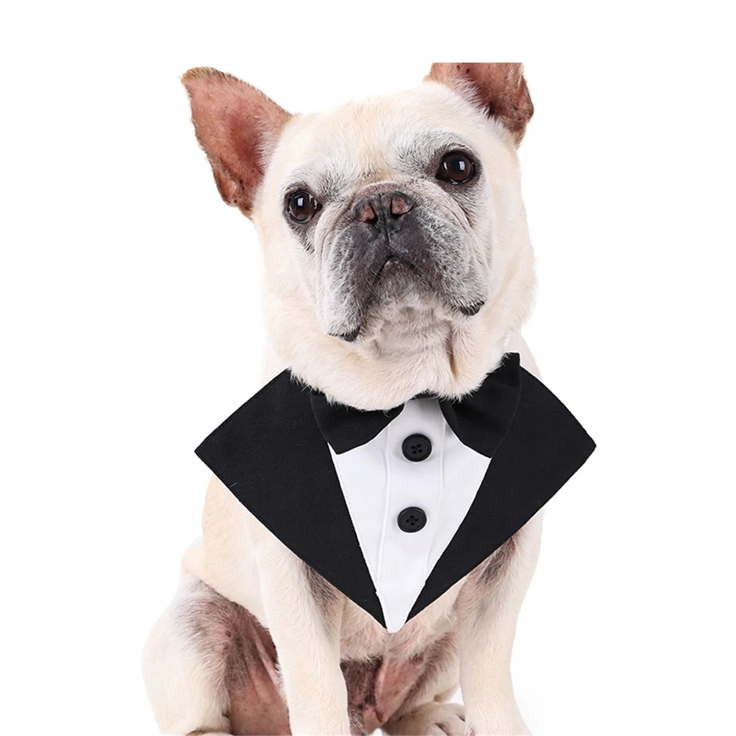 French Bulldog in CanineChest Groomsen Bandana Costume, a comfortable and stylish pet accessory for weddings, parties, and everyday wear.