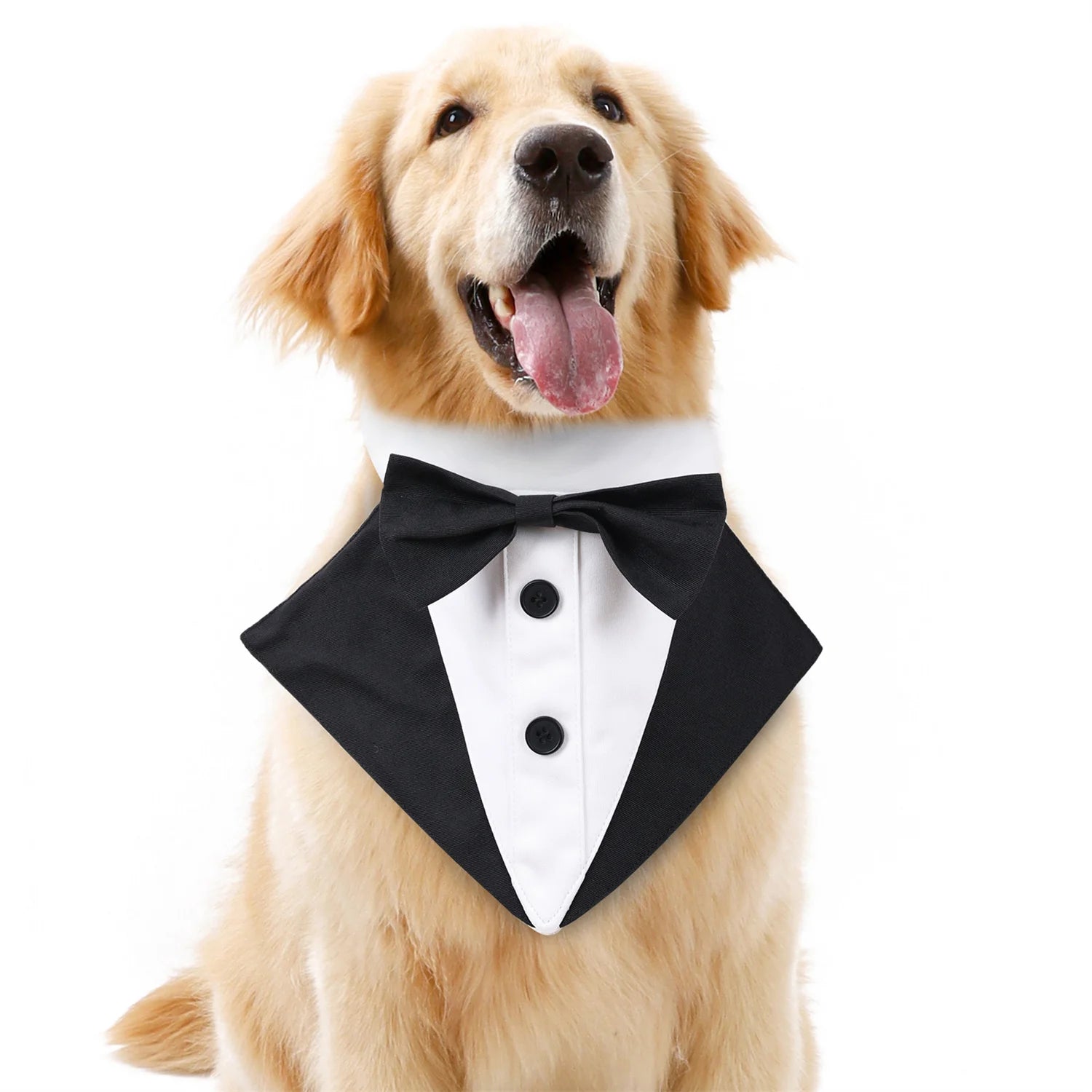 Golden Retriever wearing CanineChest Groomsen Bandana Costume, a stylish pet collar ideal for weddings, parties, and fun events.