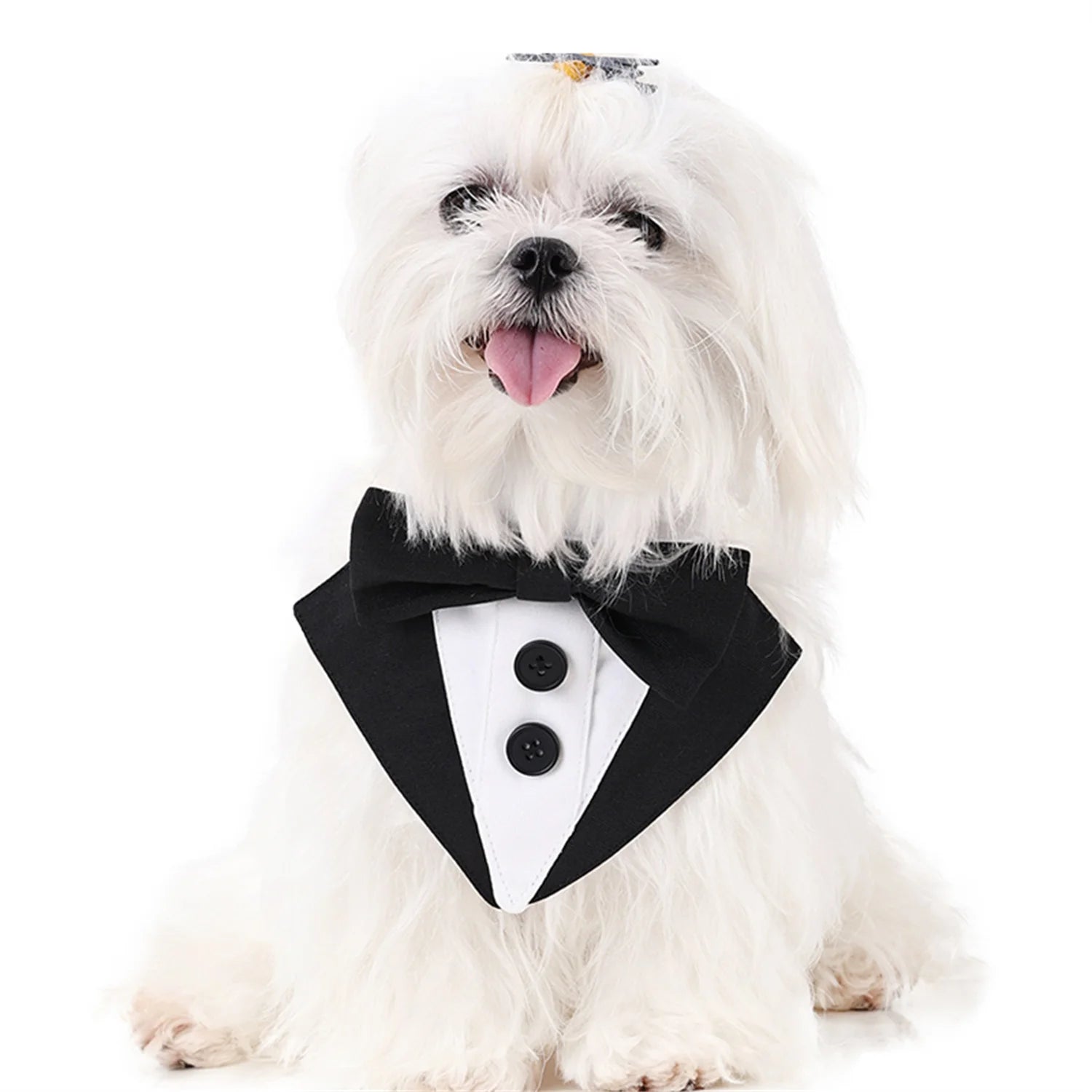 Maltese dog wearing CanineChest Groomsen Bandana Costume, perfect for dressing up pets for weddings, parties, or special celebrations.