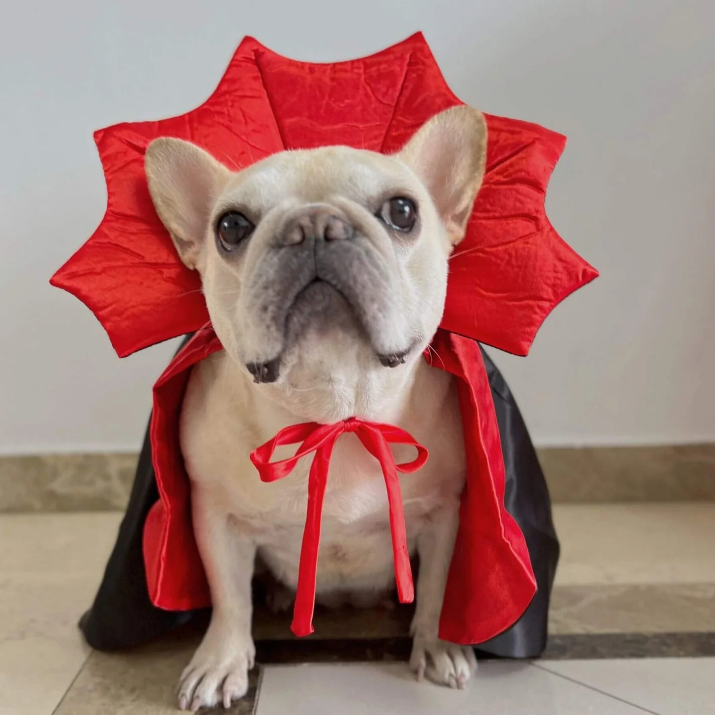 CanineChest pet vampire cape costume with high collar, stylish black and red design, ideal for Halloween, Christmas, and costume parties.